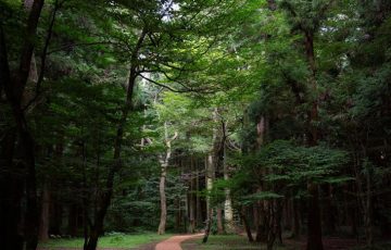 思连伊森林小路(사려니숲길)